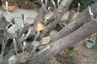 去年杭州植物园的惊喜