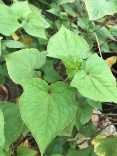 病虫害防治， 不可忽视