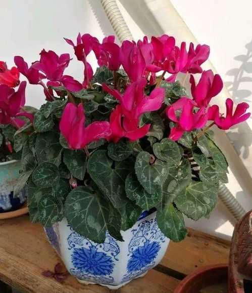 烂根，别慌张！