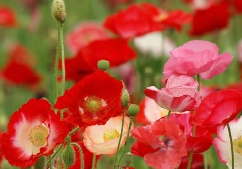 虞美人的美， 三色堇的鲜