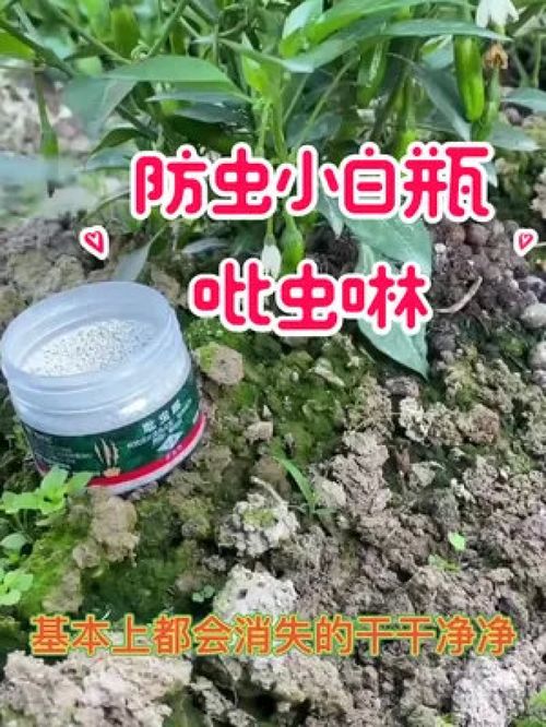 金雀花防虫技巧：定期喷洒杀虫剂