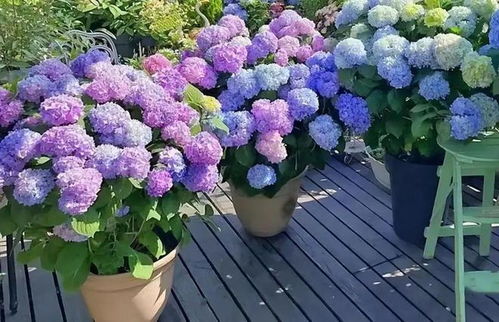 北方花卉种植小贴士