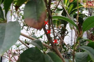 桂花：桂花是一种芳香的观赏树木