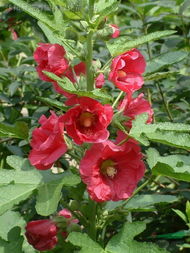 蜀葵苗最佳种植时间和方法是什么？需要特别注意哪些环节？