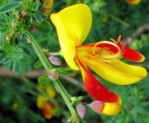 浇水，浇水，让金雀花喝饱水