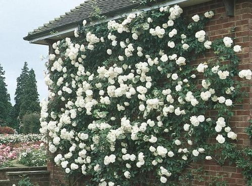 延长花期， 从现在开始