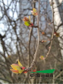 海棠树新叶变黄之谜