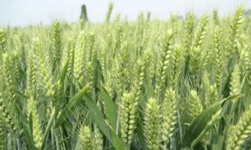 常见草地产量参考