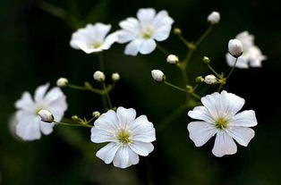 夏天种花， 选对花种不怕晒