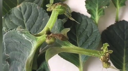 茶花籽裂开，如何正确种植
