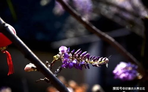 紫藤花的种植与栽培技术