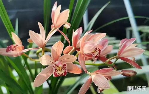 兰花淋雨后杀菌是必须的
