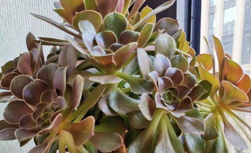 玫瑰花种子价格多少？不同品种价格差异大吗