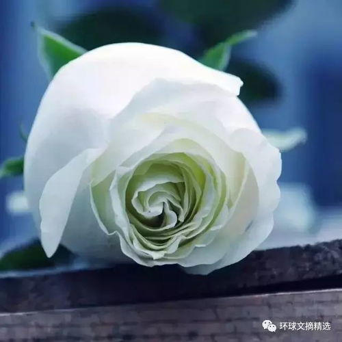 送11朵玫瑰最浪漫，如何根据经济情况拆分为一个双