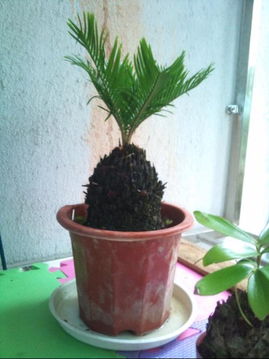 盆栽植物的新商机：四种隐藏的“黄金”