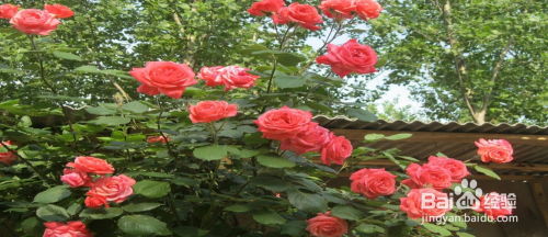 秋季移栽， 准备过冬