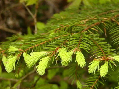 云杉叶子金黄之谜