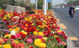 江西花卉之美， 犹如画卷展开