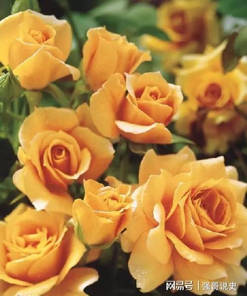 香水月季， 香得让人心动