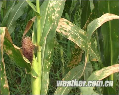 玉米叶螨的农业防治方法