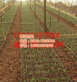 将塑料布和支架搭建简易温室，如何让后半部分成为植物生长乐园