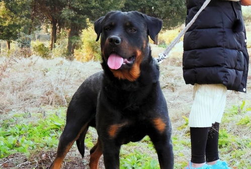 罗威纳犬训练：了解其性格特点