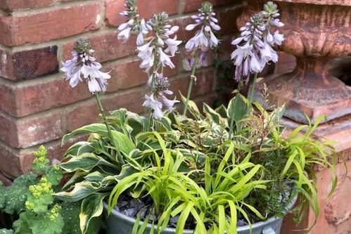 玉簪花，白花绿叶特清新，三个月就烂根