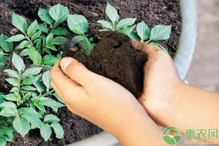 土豆作为扦插介质靠谱吗？