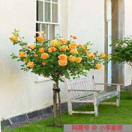 树状月季的养护要点和注意事项