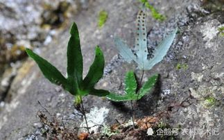 石头缝里的生命奇迹：揭秘风化石地种植实战手册