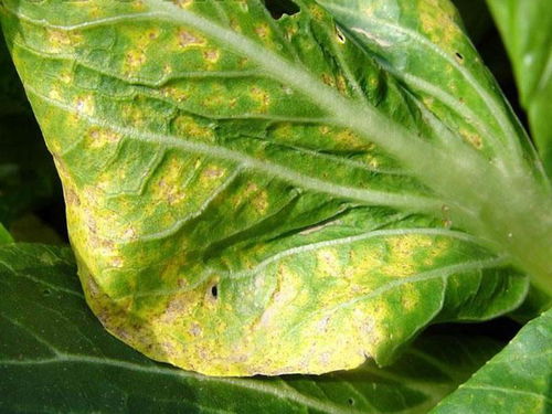 霜霉病防治，防范为主，防治为辅