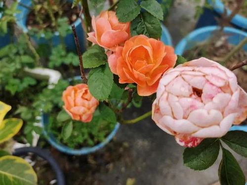 牡丹夏天如何浇水施肥？掌握技巧