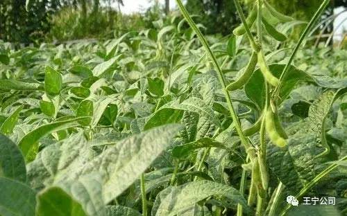 南方毛豆适合在哪些月份种植？