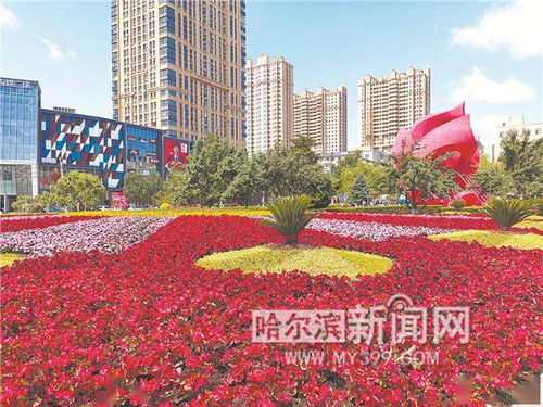 哈尔滨室外花卉：冰城春日色彩盛宴