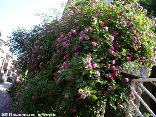 蔷薇栽培养护小贴士：避开病虫害的困扰