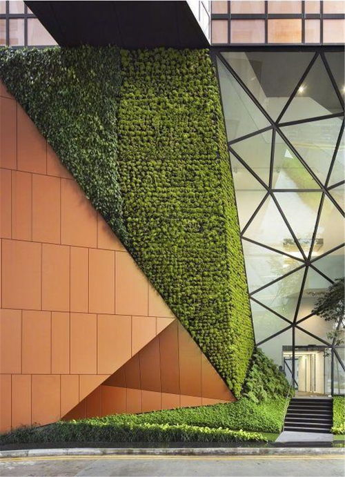 室内绿墙， 养护有讲究