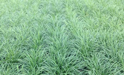 南方必备：百慕大草