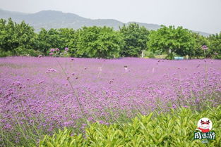马鞭草：成片种植的佳选