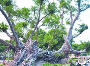 古树名木要复壮