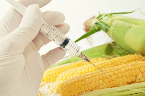 发酵血粉在养殖中如何实现增重、降低成本和显著提高抗病性？