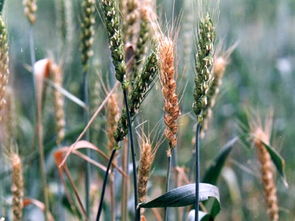 三环唑：小麦病害的克星还是虚有其名？