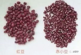 红豆与赤小豆，谁更圆润