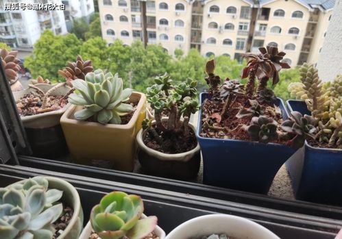 玉露多肉和红宝石多肉：如何分别养护，避免叶片枯萎和生长不良？