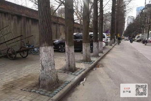 挖树坑和土壤处理