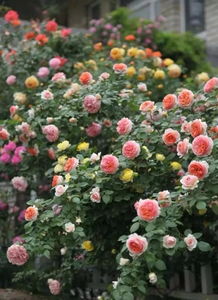 除了换盆，还有哪些方法可依避免闷根呢？