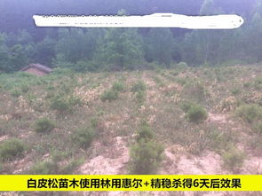 视频里的除草剂使用方法大盘点