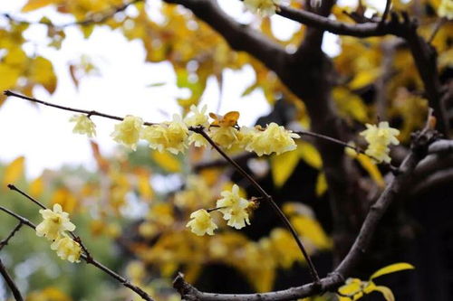 别被名字迷惑了它们真的是两种花！