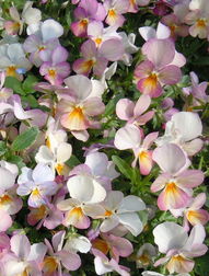 三色堇：小巧美丽， 耐阴耐寒