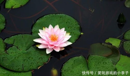 养睡莲的好处和用途