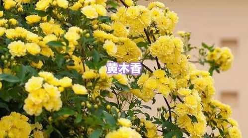 黄木香种植的小秘密：开花时间与养护技巧大揭秘